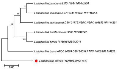 Probiotic and Antifungal Attributes of Levilactobacillus brevis MYSN105, Isolated From an Indian Traditional Fermented Food Pozha